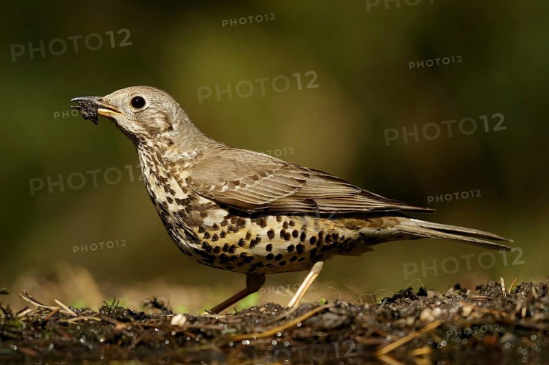 Grote Lijster met nest materiaal in de bek, Mistle Thrush with nest material