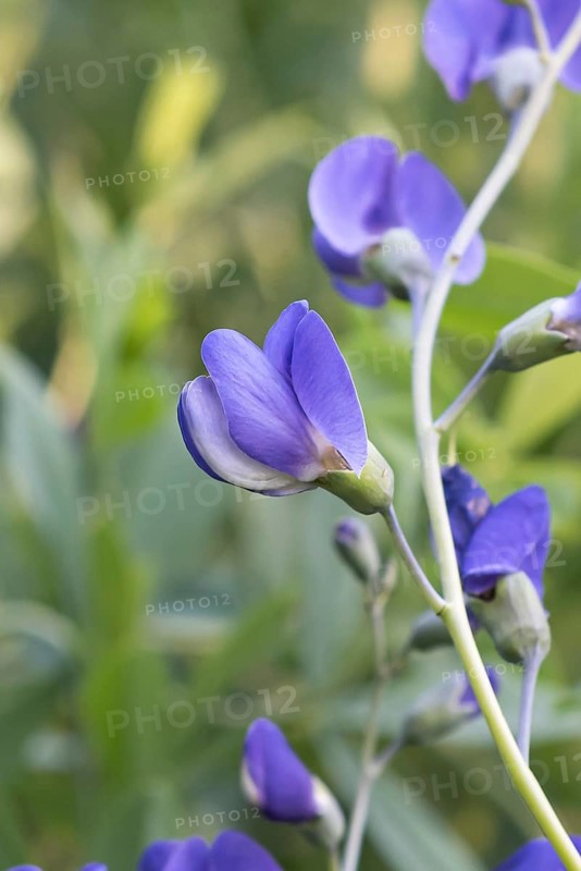 Blue wild indigo (Baptisia australis)