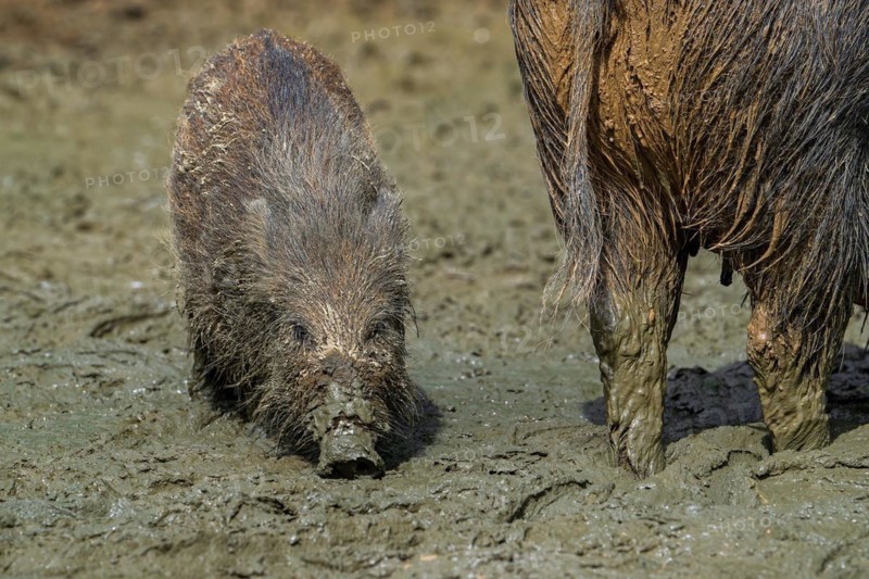Wild boar (Sus scrofa) adult showing its rear and juvenile pig foraging with muddy snout digging in quagmire, mud pool in spring