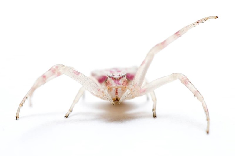 Crab Spider (Thomisus onustus), on white background, Galicia, Spain