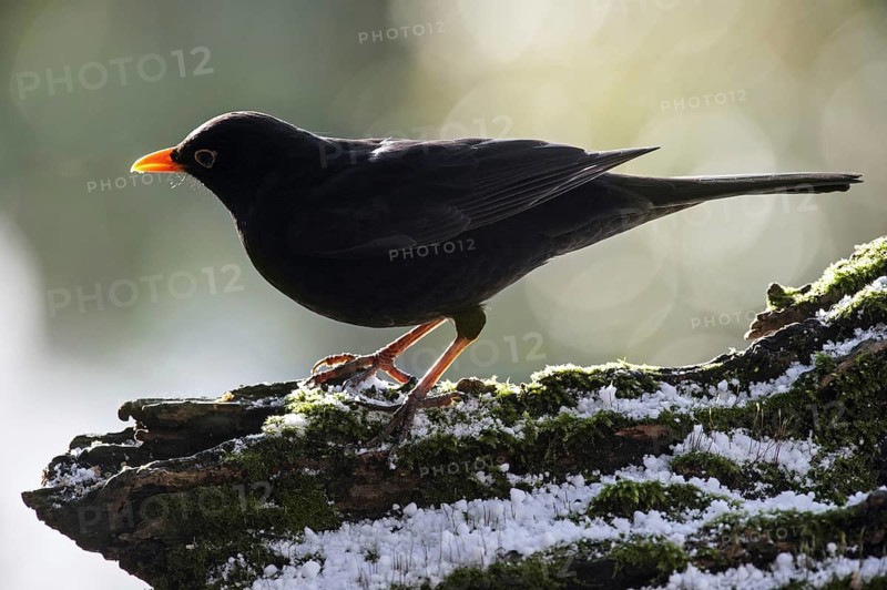 Common Blackbird (Turdus merula) male perched on tree stump in early spring