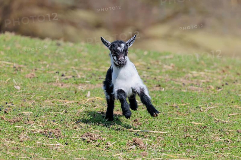 A young pygmy goat (Capra hircus) runs across a green meadow on a sunny day. Austria