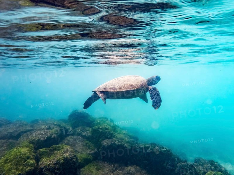 Sea turtle (Chelonia mydas), underwater, Galapagos, Ecuador