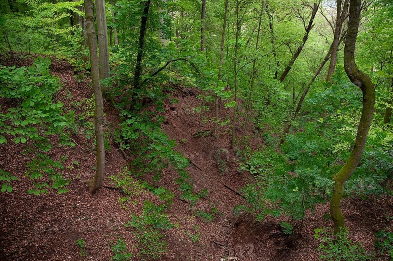 Bad Köstritz, Germany, Gänseberg, Thuringia, tree, trees, landscape, deciduous forest, gorge forest, tree, forest, wood