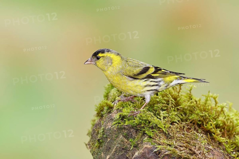 Siskin (Carduelis spinus), male sitting on a moss-covered stone, Wilnsdorf, North Rhine-Westphalia, Germany