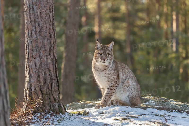 One young male Eurasian lynx, (Lynx lynx), sitting on a snow covered forest ground in early morning light