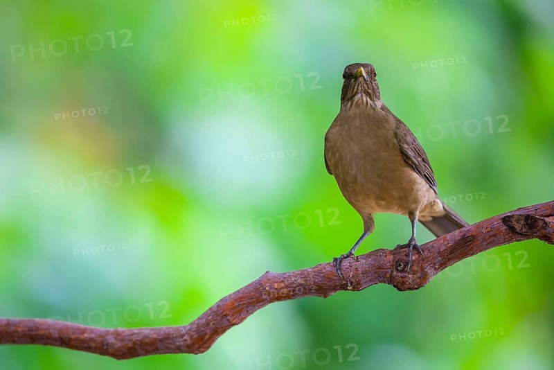Yellow Thrush (Turdus grayi), Alajuela, Costa Rica