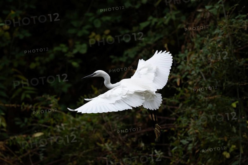 A stunning little egret in mid-flight over a verdant background, showcasing its crisp white feathers and elegant wing span