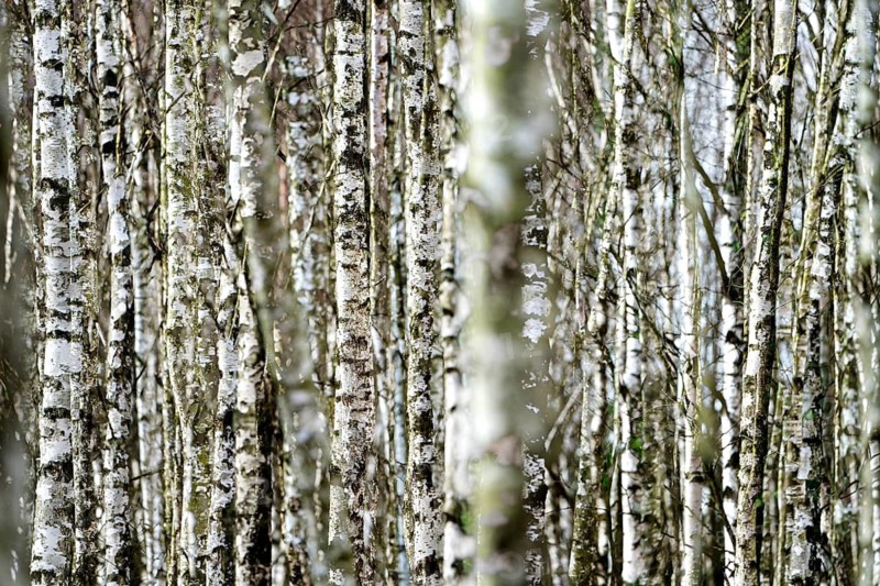 Birch forest as a natural burial grave site, Hofgeismar, Weser Uplands, Weserbergland, Hesse, Germany