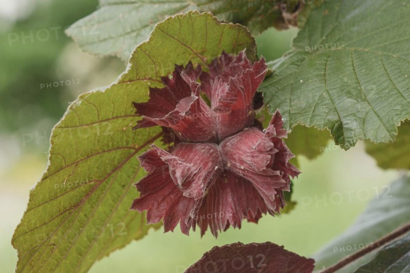 Hazelnut (Corylus 'Rote Zellernuss'), Bundessortenamt, testing centre Wurzen, Wurzen, Saxony, Germany
