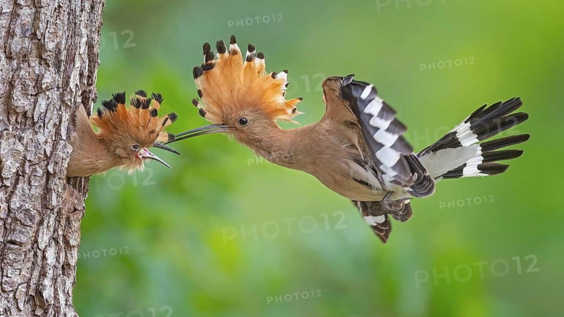 Hoopoe (Upupa epops) – Bird of the Year 2022, male with food, prey, foraging, food for the chicks, ruffled crest, sunrise, interaction, nesting cavity, nest, young bird begging for food, in flight, approaching, wings, climate change, Middle Elbe Biosphere Reserve, Saxony-Anhalt, Germany