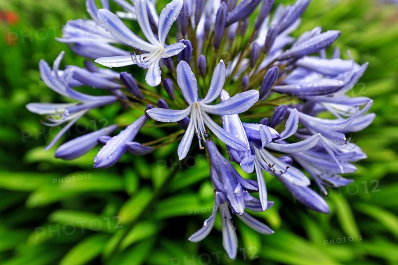Blue lily (Agapanthus), love flower, close-up, Muckross House & Gardens, Killarney National Park, panoramic road Ring of Kerry, Iveragh Peninsula, County Kerry, Ireland