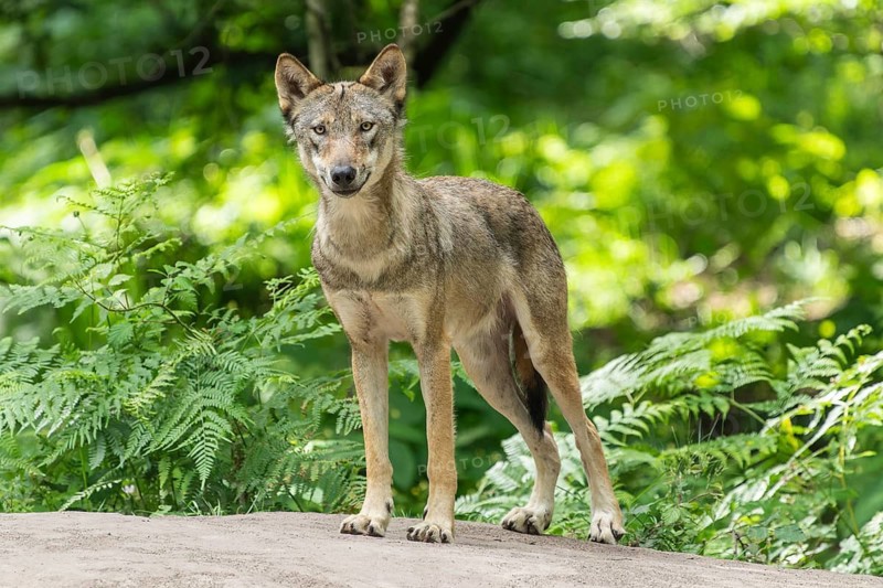 A single wolf stands on a rock in the forest, surrounded by green bushes, European grey gray wolf (Canis lupus), Germany