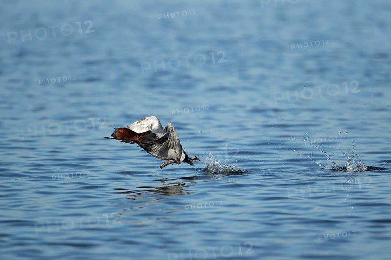 Common pochard duck (Aythya ferina) adult male bird running on the water of a lake, England, United Kingdom