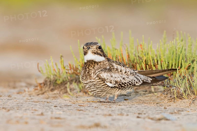 Common Nighthawk (Chordeiles minor) perched on the ground, Texas, USA