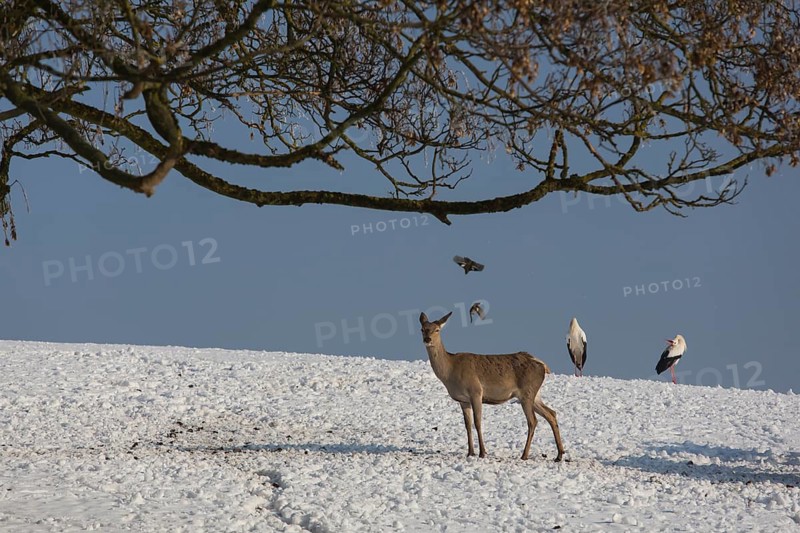 Onefemale red deer standing on a snow covered meadow with two white storks behind them