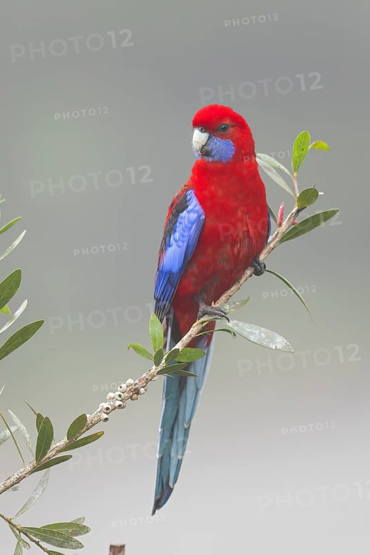 Crimson Rosella (Platycercus elegans) perched on a branch in eastern Australia