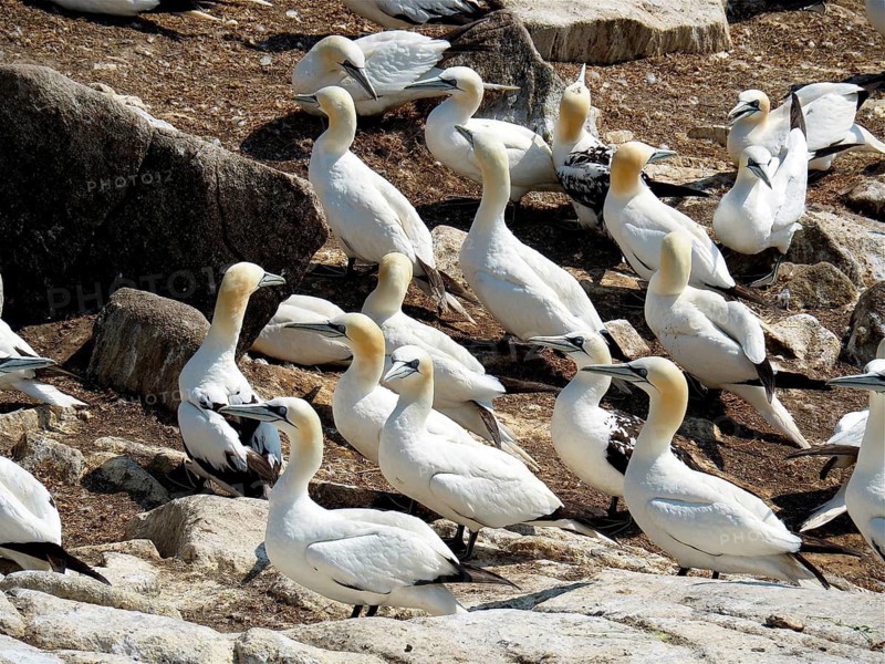 Northern gannet (Morus bassanus)