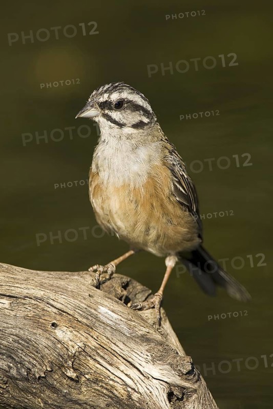 Rock Bunting (Emberiza cia), Castile-La Mancha, Spain