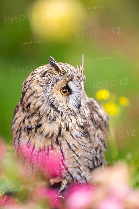 Long-eared owl (Asio otus), or lesser horned owl, sitting in middle of blossoming flowers, captive, Pyrenees, Catalonia, Spain