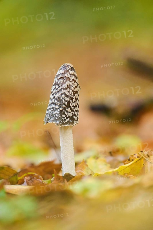Magpie mushroom (Coprinopsis picacea) growing in a forest in autmn, Bavaria, Germany