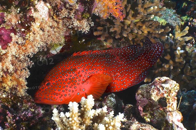 Jewelled grouper (Cephalopholis oligosticta)