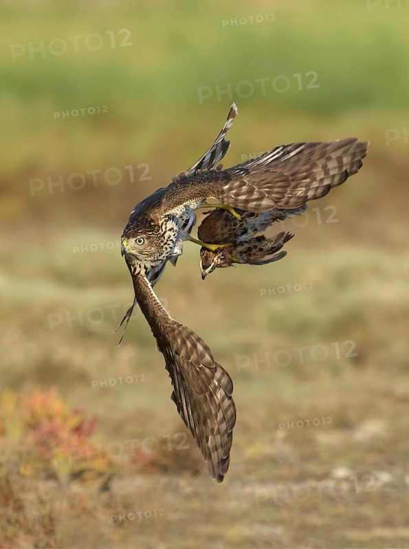 Cooper's Hawk (Accipiter cooperii) immature flying with male Northern Bobwhite (Colinus virginianus) prey in claws, Texas, USA