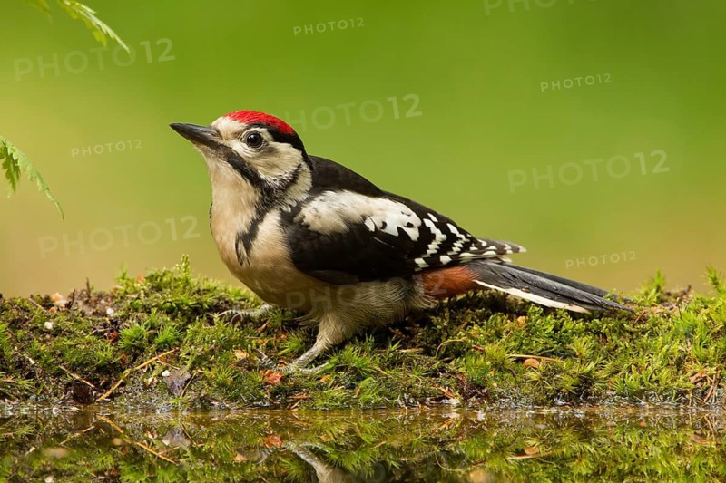 Great Spotted Woodpecker (Dendrocopos major) juvenile, Utrecht, Netherlands