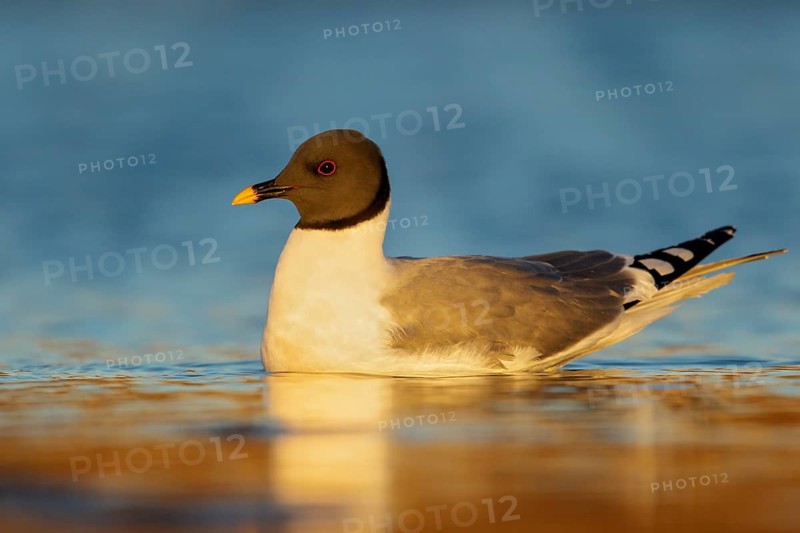 Sabine's Gull (Xema sabini) feeding along a river in Nome, Alaska