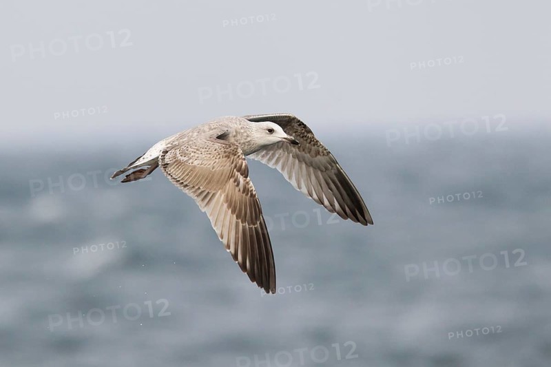 European Herring Gull (Larus argentatus) flying, North Sea, Germany