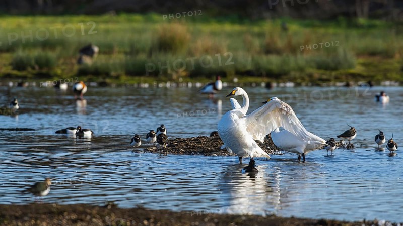 Tundra Swan, Bewick's Swan, Cygnus columbianus on winter marshes in Slimbridge, England, United Kingdom
