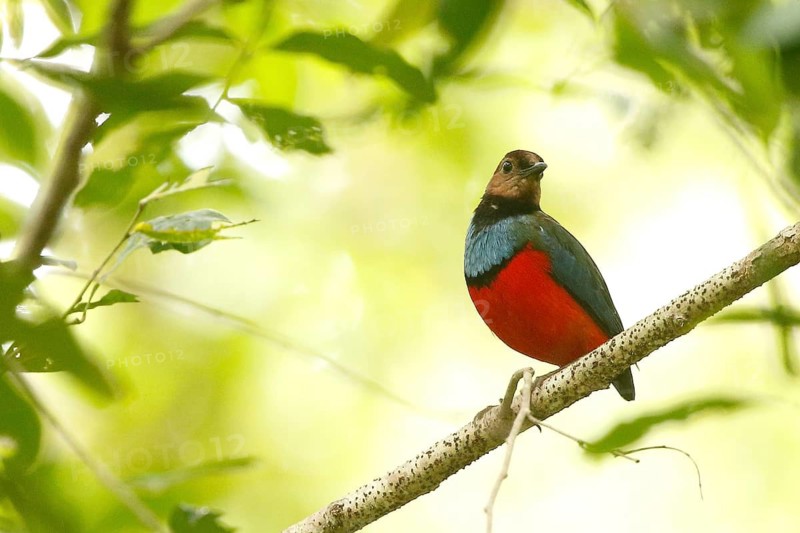 Philippine Pitta (Erythropitta celebensis) perched on a branch, North Sulawesi, Indonesia