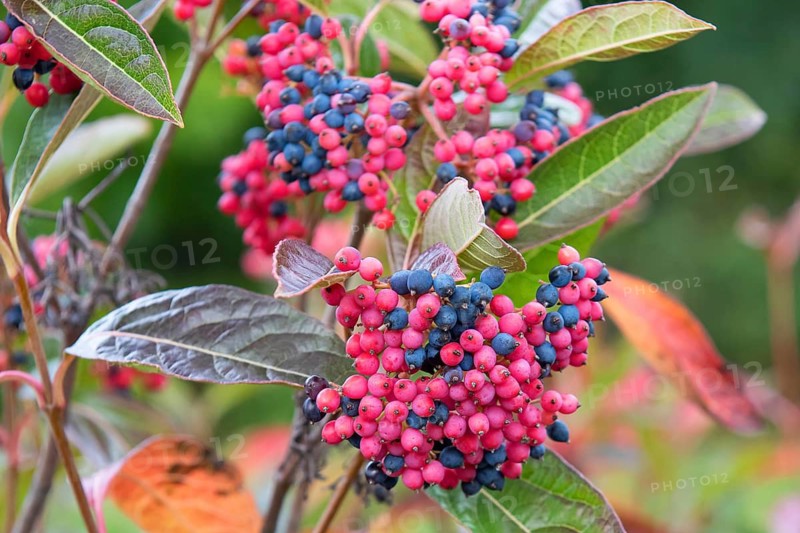 Snowball (Viburnum nudum BRANDYWINE), Cambridge Botanical Garden, Germany