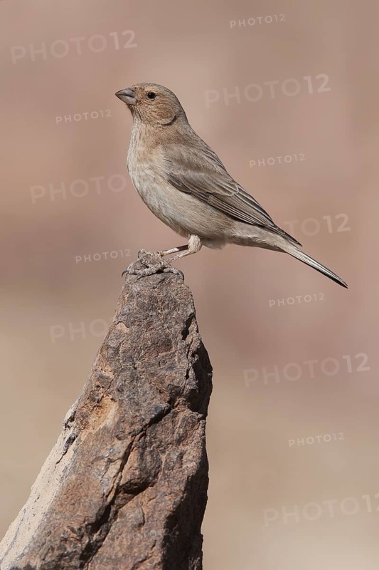 Sinai Rosefinch (Carpodacus synoicus) female, Eilat, Israel