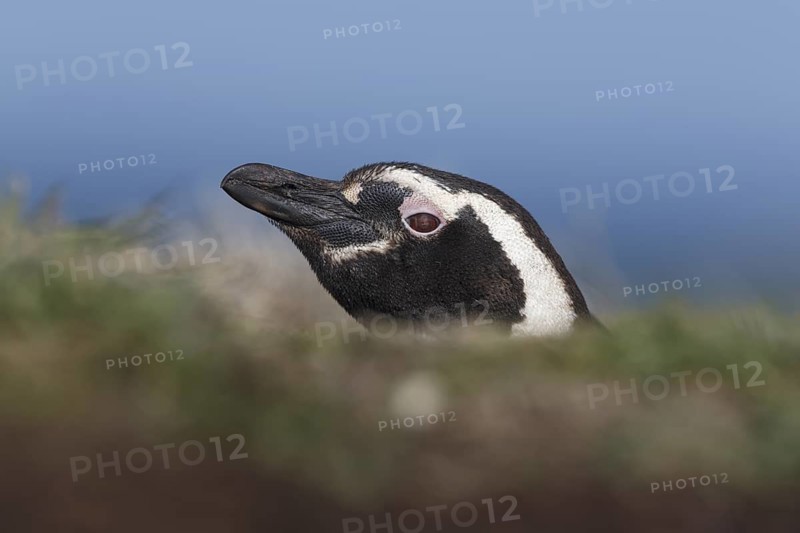 Magellanic Penguin (Spheniscus magellanicus), Sea Lion Island, Falkland Islands