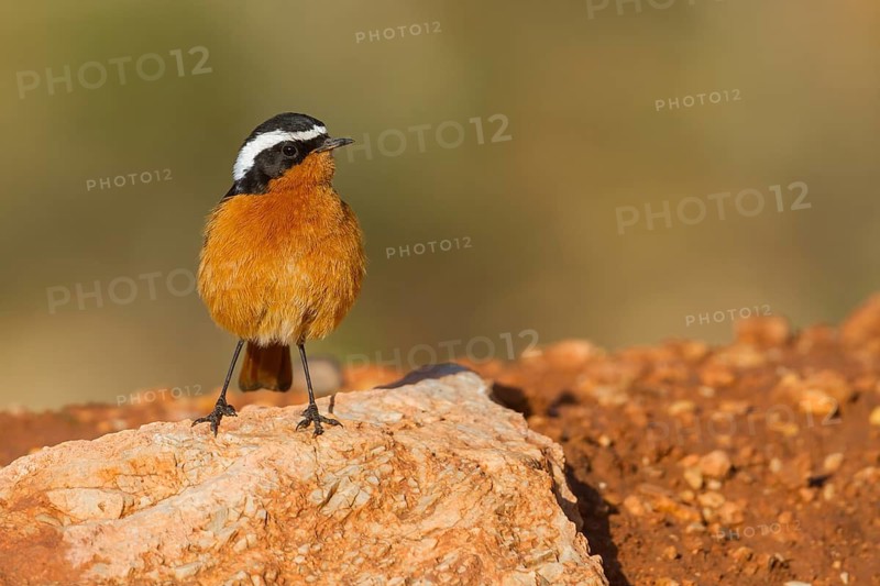 Moussier's Redstart - Diademrotschwanz - Phoenicurus moussieri, Morocco, adult male