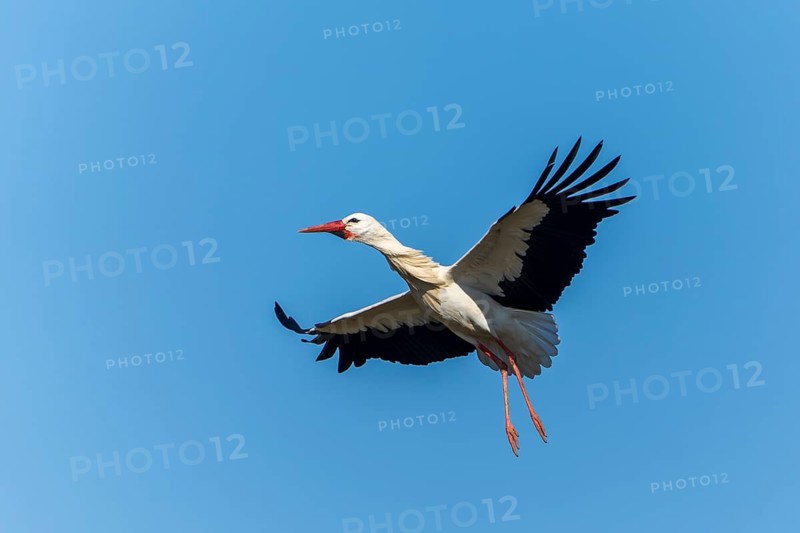 Flying stork with spread wings in a clear blue sky, white stork (Ciconia ciconia), wildlife, Germany