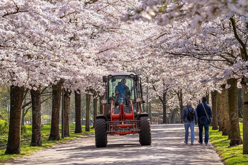 Workplace under the blossom canopy, Grugapark employees, out and about on the Kirschallee, ornamental cherry blossom in Grugapark in Essen, Japanese May cherries, Prunus x yedoensis, visitor highlight in spring, many people come to take photos and selfies on the avenue Blossom time, depending on the weather, mid-March, Essen, North Rhine-Westphalia, Germany North Rhine-Westphalia, Germany