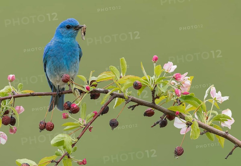 Mountain Bluebird (Sialia currucoides) male perched on a branch with food in its beak, British Columbia, Canada