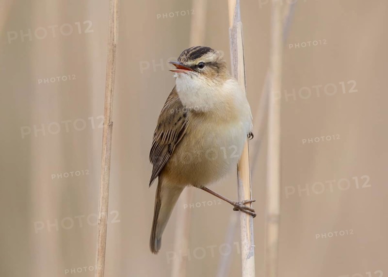 Sedge Warbler (Acrocephalus schoenobaenus) singing in reedbed, Wales, United Kingdom