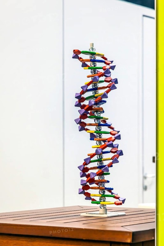 DNA helix structural model. Model for the school subject biology. Scientific teaching aid from Hedinger for science lessons. Europe's largest education fair Didacta in Stuttgart, Baden-Württemberg, Germany