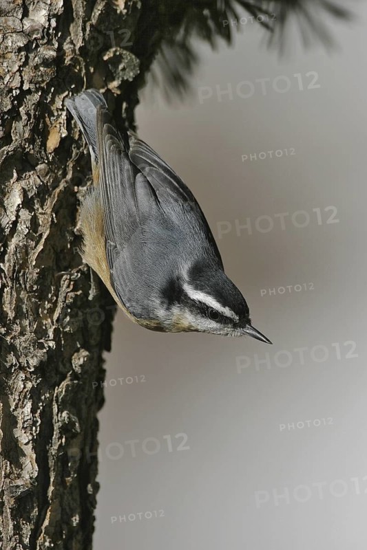 Red-breasted Nuthatch (Sitta canadensis), New Mexico, USA
