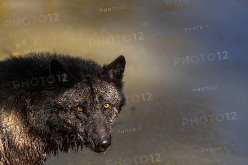 Portrait of a Timberwolf, Canis lupus lycaon