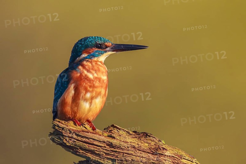 Common Kingfisher (Alcedo atthis) male perched on a branch, North Rhine-Westphalia, Germany
