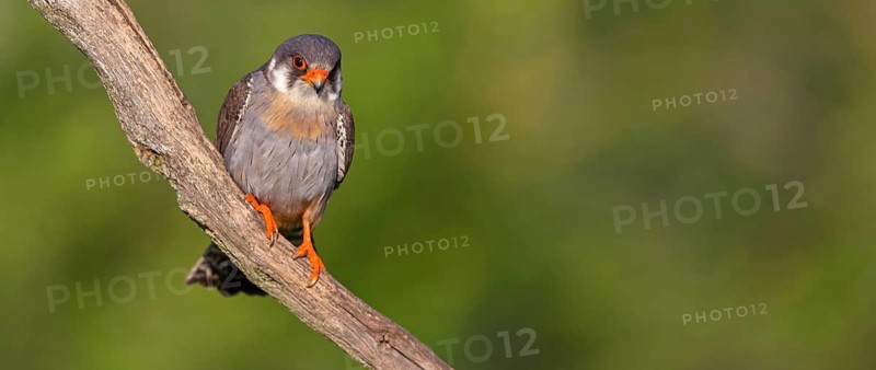 Red-footed Falcon, (Falco vespertinu), perching station, falcon family, Tower Hide, Tiszaalpár, Kiskunsági National Park, Bács-Kiskun, Hungary