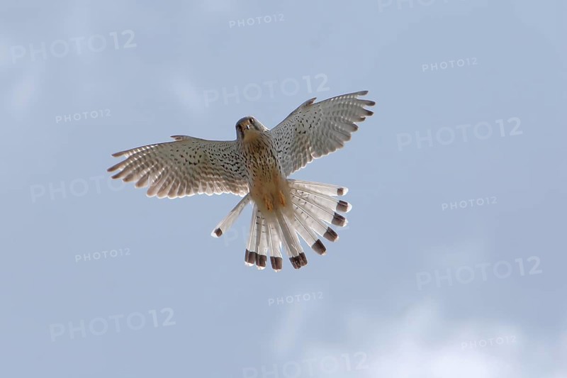 Animals, birds of prey, falcons, kestrels, falcon, Common Kestrel shakes in the air), Falco tinnunculus), biotope, habitat, foraging, Germany