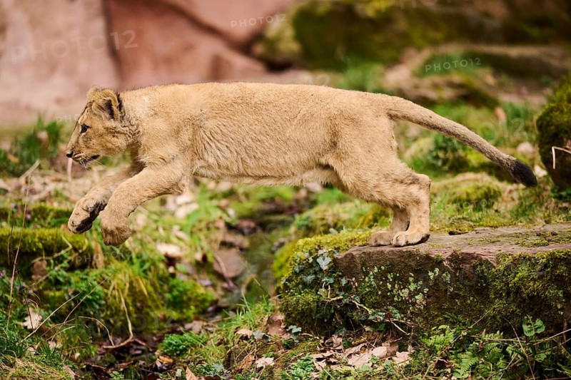 Asiatic lion (Panthera leo persica) cub jumping, captive