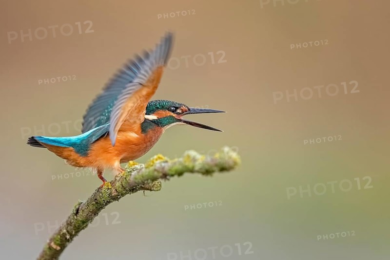 Common Kingfisher (Alcedo atthis) juvenile perched on a branch, Saxony-Anhalt, Germany