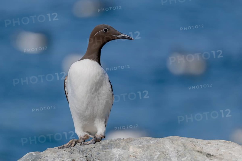 Common guillemot (Uria aalge), ringed guillemot with eye ring, Hornoya, Varangerfjord, Norway