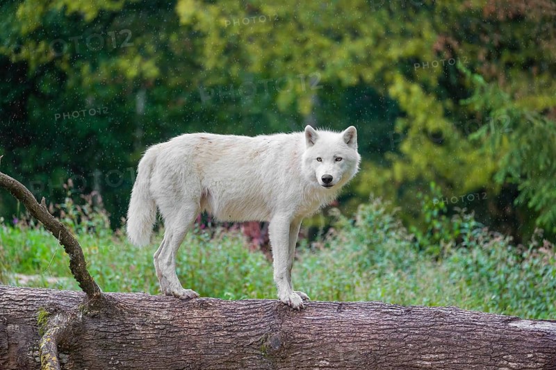 An Arctic wolf (Canis lupus arctos) stands on a fallen tree trunk